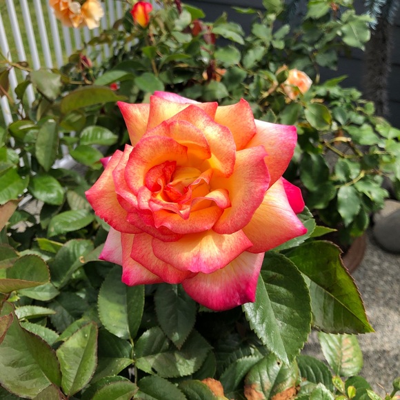 Meet your Posher, Joanne - Picture 1 of 1